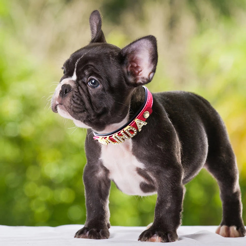 Precious Paw DIY Charm Collar