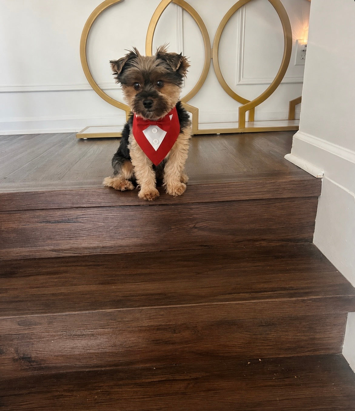 Classy Paw Bow Tie Bandana