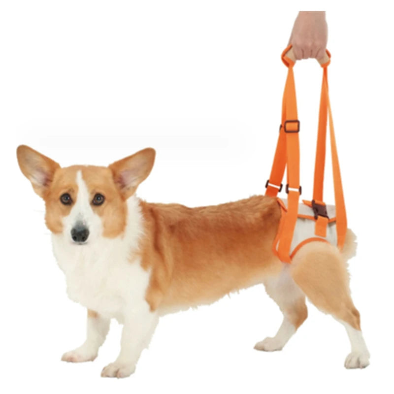 Canine Comfort Lift