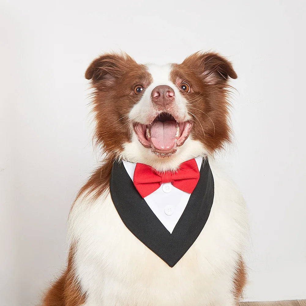 Classy Paw Bow Tie Bandana